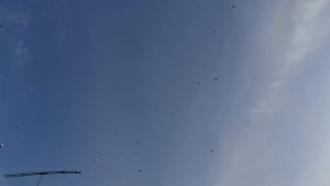 05.11.25 г. Андижанская порода голубей (4)