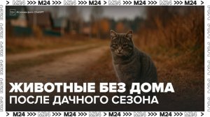 Около 100 тысяч животных оказались на улице после дачного сезона в России - Москва 24