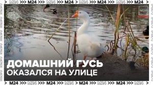 Неизвестные выбросили на улицу домашнего гуся в Куркине - Москва 24