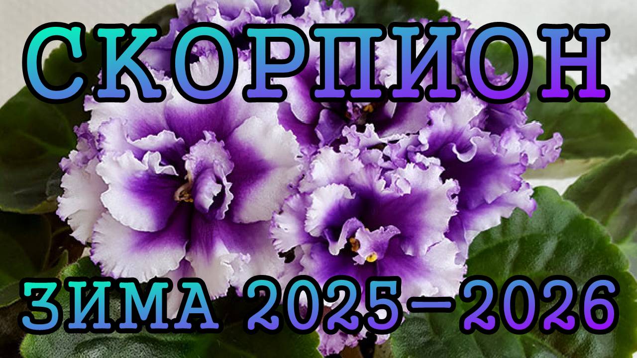 СКОРПИОН таро прогноз на ЗИМУ 2025-2026 года (декабрь 2025, январь и февраль 2026)