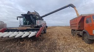 Идёт выгрузка кукурузы