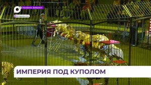 Во Владивосток приехала цирковая программа «Империя львиц»