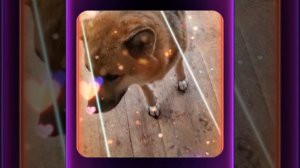 1000039250.mp4 (Собака смотрит на монтаж электропроводки (распайку р/коробок) в доме А-фрейм)