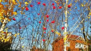 Эту яркость в сочетании буду я зимой беречь