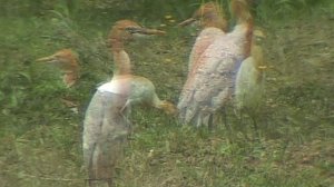 Египетские цапли в Южном Приморье / Cattle egrets in Southern Primorye