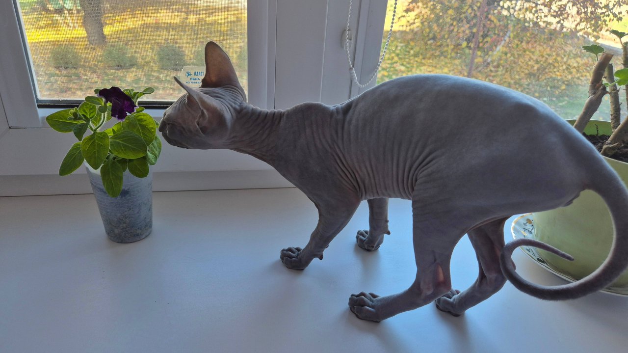 Любопытная непоседа. Кошечка Мишель. Канадский сфинкс. 🐈