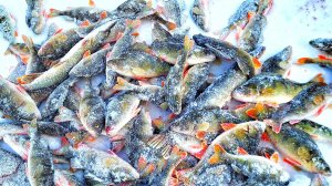 ЗДЕСЬ РЫБЫ БОЛЬШЕ ЧЕМ ВОДЫ! ПЕРВЫЙ ЛЕД 2025-2026.