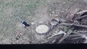 Сороки боятся  кошки 5       ПОДПИШИСЬ