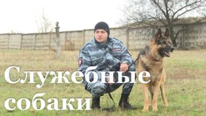 Служебные собаки МВД ЛНР: сотни выездов и десятки спасённых жизней