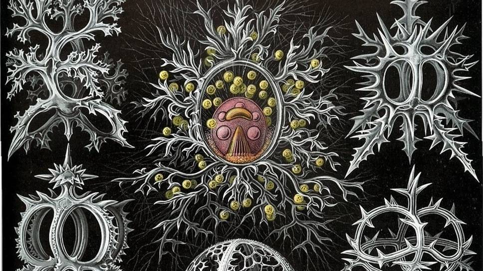 4  ФИЛОСОФИЯ  ЗНАНИЕ как предельная познавательная категория философии