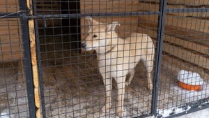 В Югре службы отлова ежегодно забирают с улиц порядка 4000 беспризорных собак