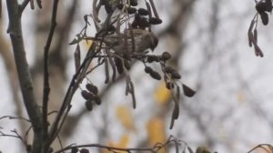 Птицы видео, Чечётка ест почки Ольхи, наблюдение в Великом Новгороде, 2 ноября 2025