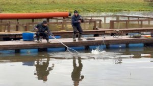 Поимки форели !!!