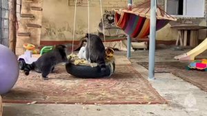 Сотрудники МЧС России оказали волонтерскую помощь приюту для животных