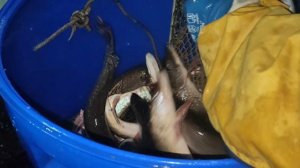 Новая партия Щуки 02.11.2025г.