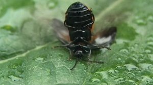 Если долго мучиться... / If you suffer for a long time...