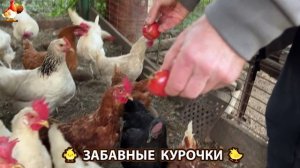 Забавные курочки несушки на сельском подворье 🤗😂😜 (11)