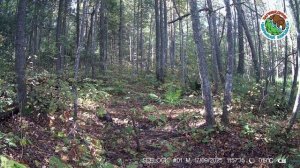 15.09.2025.Енотовидные собаки.Заповедник Большая Кокшага.Животные в пойме реки ищут пропитание