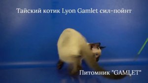 Тайский котик Lyon Gamlet, 4 месяца 8 дней, сил-пойнт ищет хозяев!