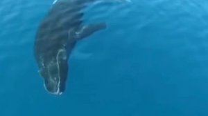 Линн Келли ПЕСНЯ ДЛЯ КИТА