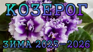 КОЗЕРОГ таро прогноз на ЗИМУ 2025-2026 года (декабрь 2025, январь и февраль 2026)