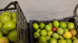 зелёные помидоры для быстрого созревания