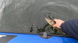 ЩУЧКА ПОЗОВИ МАМУЛЬКУ!!!  ОСЕННЯЯ РЫБАЛКА НА СПИННИНГ!!!