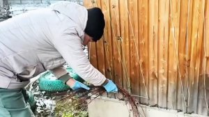 УКРЫВАЕМ КЛЕМАТИСЫ НА ЗИМОВКУ