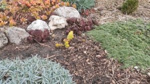 Краткий обзор сада в ноябре 2025 г.