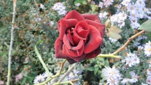 04=11=2025  ник  ПВН  КРАСНОДАР  (59)