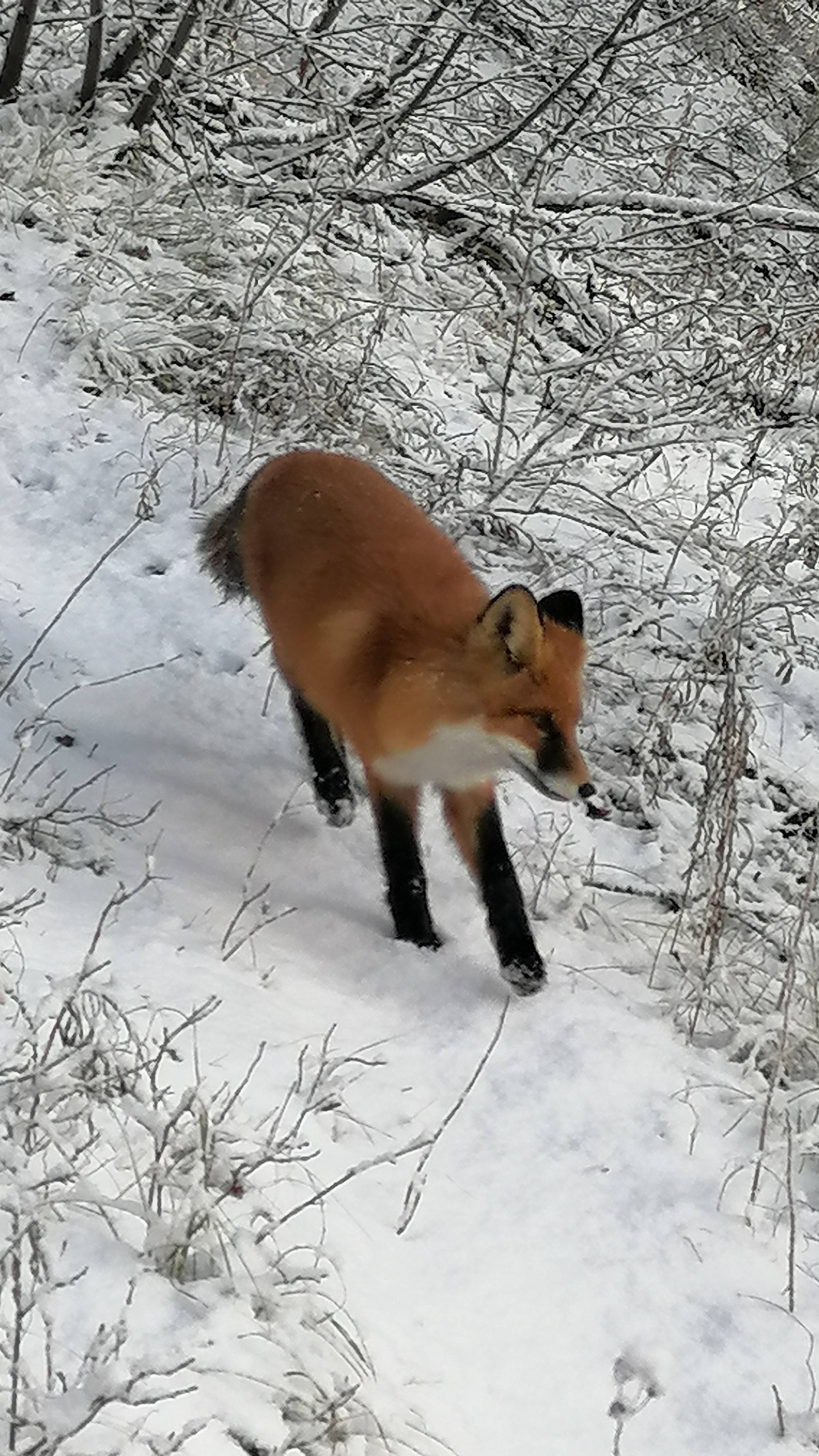 Лиса идёт по моим следам смотреть онлайн