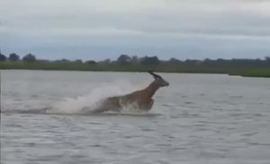 Крокодил лоханулся!?