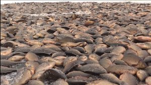 09:30 ВЕСТИ САХА 05/11/25 НА ЯКУТСКОМ ЯЗЫКЕ