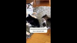 Котёнок поймал первую мышь