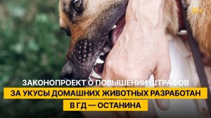 Законопроект о повышении штрафов за укусы домашних животных разработан в ГД — Останина