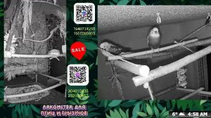 Волнистые попугаи 🦜🦜🦜 | авиарий на балконе📍