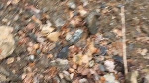 Ищу драгоценные камни в Сибирском лему