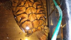 Красноухие черепахи 🐢 утро 05-11-2025