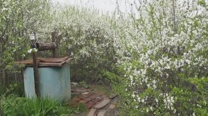 Яблони цветут,  пчёлы жужжат. Дегтянка май 2016, колодец