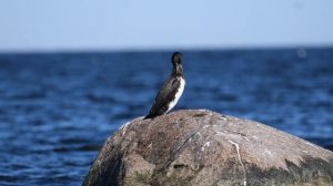 Большой баклан чистит перышки на камне