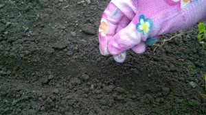 Что посеять в ноябре? Всегда сею эти овощи и зелень под зиму и получаю ранний урожай