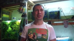 Поговорим о болезнях рыб. Как лечить и что делать.