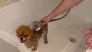 Бусику с утра помывочный день устроили.