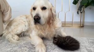 Котёнок хочет подружиться с собакой (2025 год)