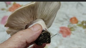 Проводили внуков и мы за грибами🤦 // вредная и полезная еда //