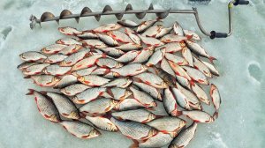 ТРОФЕЙНАЯ ПЛОТВА НА БЕЗМОТЫЛЬНУЮ МОРМЫШКУ