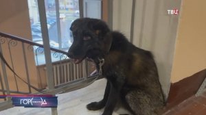 Прокуратура изъяла из квартиры в Москве чернобурого лиса / Город новостей на ТВЦ