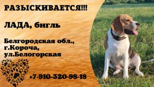 Пропала собака! ЛАДА, бигль. Белгородская обл., г.Короча.