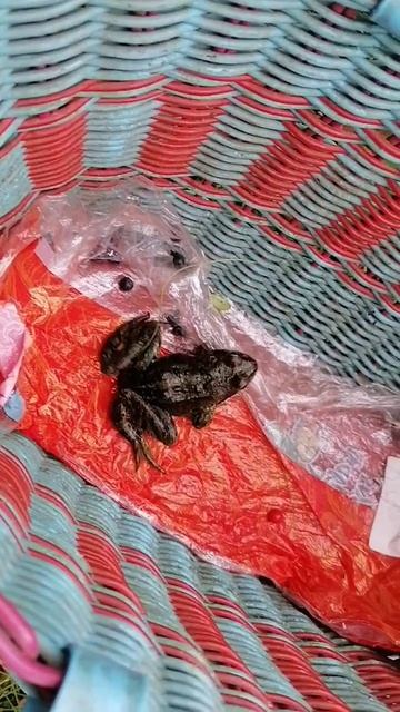 Разбирая старый Мейзу. Очень старое видео из окресностей Мурманска