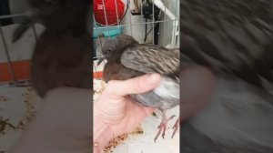 Всех в дом. Ветеринар в Алжире #algeria #travel #setif #жизньвалжире #животное